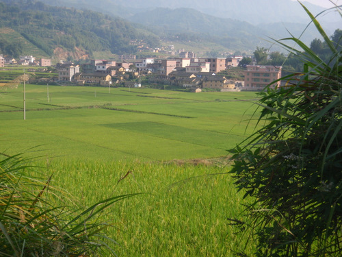 Valley view across rice paddies.